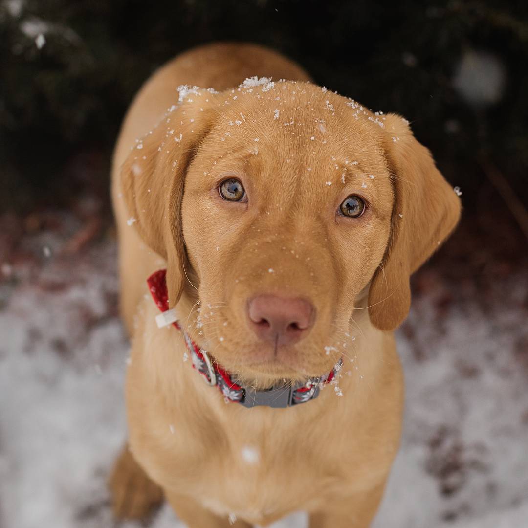 Kennel Club Dog Name Examples