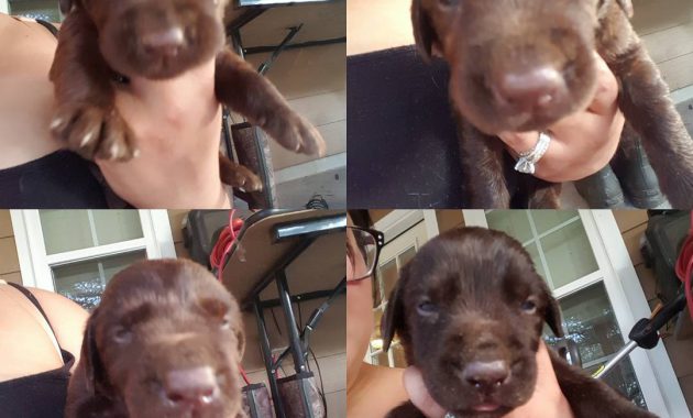 lab puppies for sale in michigan