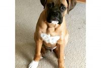 Boxer Breeders In Pa