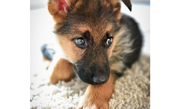 alsatian puppies for sale