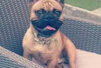 blue french bulldog price