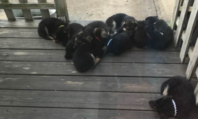 cheap german shepherd puppies for sale near me