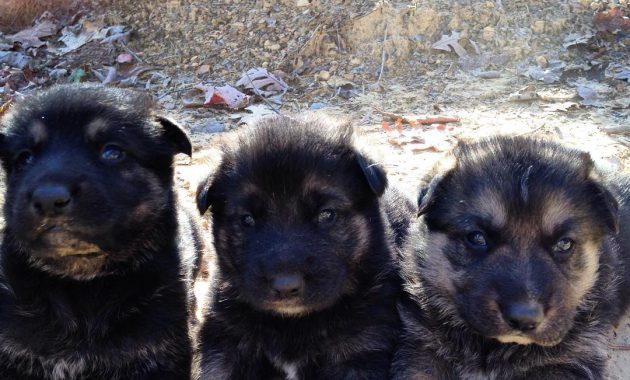 german shepherd puppies for free