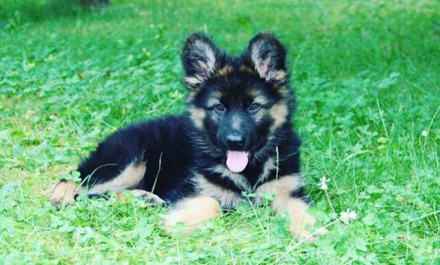 german shepherd puppies for sale gumtree