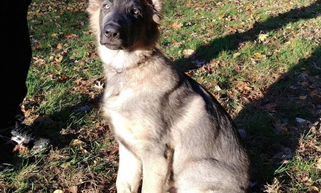 long haired german shepherd puppies for sale