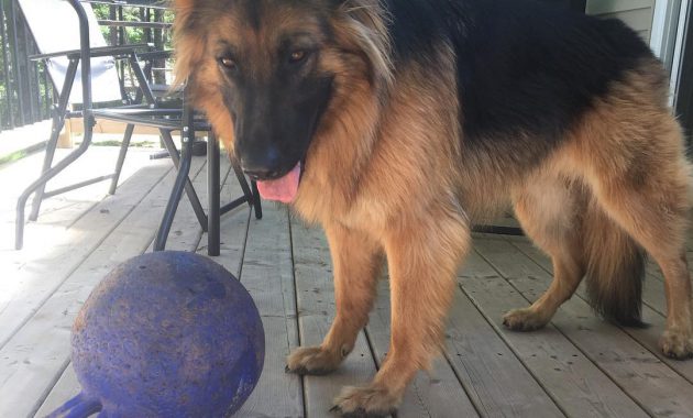 short haired german shepherd puppies