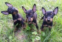 1517669538 Amanda Craig Manchester Terrier Puppies For Sale.jpg