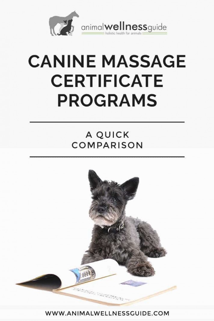 1517670099 Comparison Of Canine Massage Certificate Programs In The Us.jpg