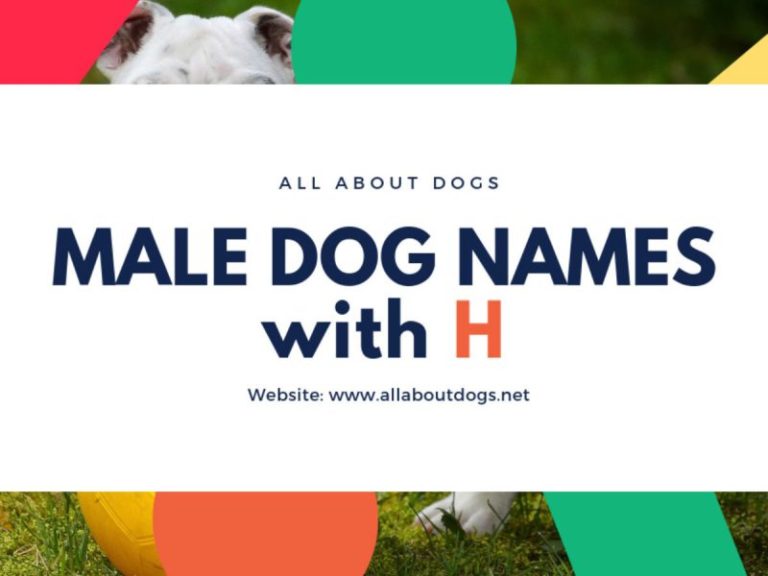 male-dog-names-that-start-with-z